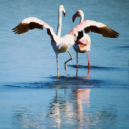 Class 4* SantʼAnna Arresi